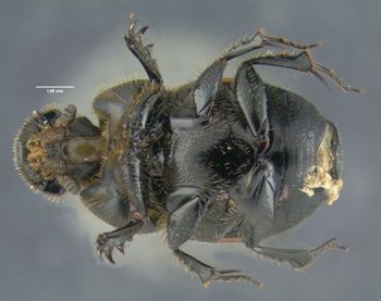 Media type: image;   Entomology 602112 Aspect: habitus ventral view